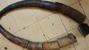 Franceville : trois Gabonais arrêtés   avec 17 morceaux de défenses d’éléphant  