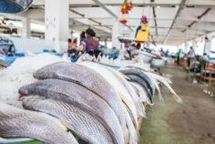Pêche&nbsp;: Libreville réclame un partenariat plus équitable avec l’Union européenne