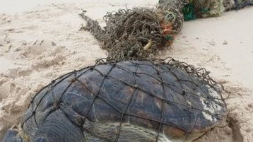 Setté-Cama&nbsp;: une tortue marine piégée, symbole de la pression humaine sur les écosystèmes côtiers