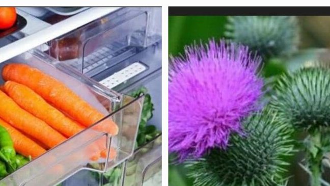 Prévention des cancers : phytothérapie et hygiène de vie au cœur des conférences Octobre Rose et Novembre Bleu