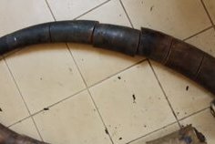 Franceville : trois Gabonais arrêtés   avec 17 morceaux de défenses d’éléphant  