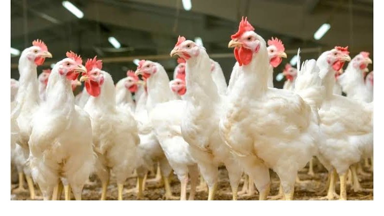 Filière avicole&nbsp;: le Gabon prépare la fin des importations de poulet de chair