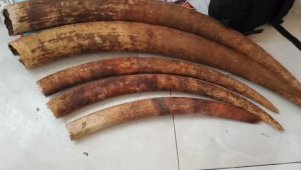 Trois personnes interpellées avec cinq pointes d’ivoire à Port-Gentil