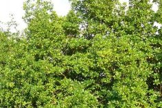 Mangrove Day 2025 : Libreville et Port-Gentil s’unissent pour protéger un trésor écologique