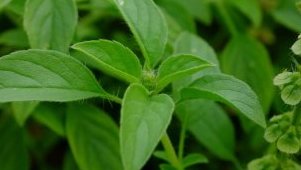 «&nbsp;Je ne mange pas sucré… et pourtant ma glycémie explose&nbsp;»