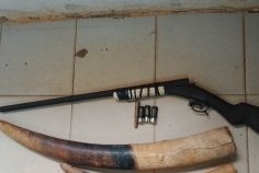 Interpellation de trois individus en possession de quatre pointes d’ivoire et de deux armes de chasse à Kango