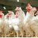 Filière avicole&nbsp;: le Gabon prépare la fin des importations de poulet de chair